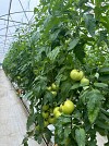 Σπόροι Τομάτας Dion F1 500 seeds