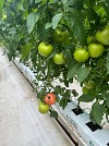 Σπόροι Τομάτας Dion F1 500 seeds