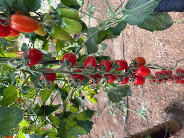 Σπόροι Τομάτας Apollonia F1 250 σπόροι