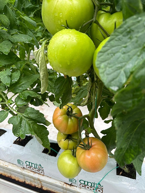 Σπόροι Τομάτας Dion F1 500 seeds