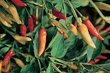 Σπόροι Πιπεριάς Tabasco 250 σπόροι