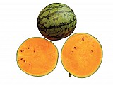Σπόροι καρπούζι Primaorange-250 σπόροι