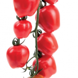 Σπόροι τομάτας cherry Appleberry-1000 σπόροι