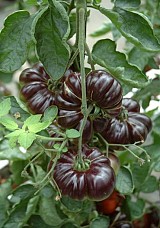 Σπόροι τομάτας Cassio 1000 seeds
