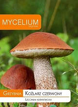 Μυκήλιο Μανιταριού Leccinum aurantiacum