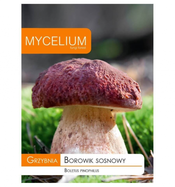 Μυκήλια Μανιταριού Boletus pinophilus