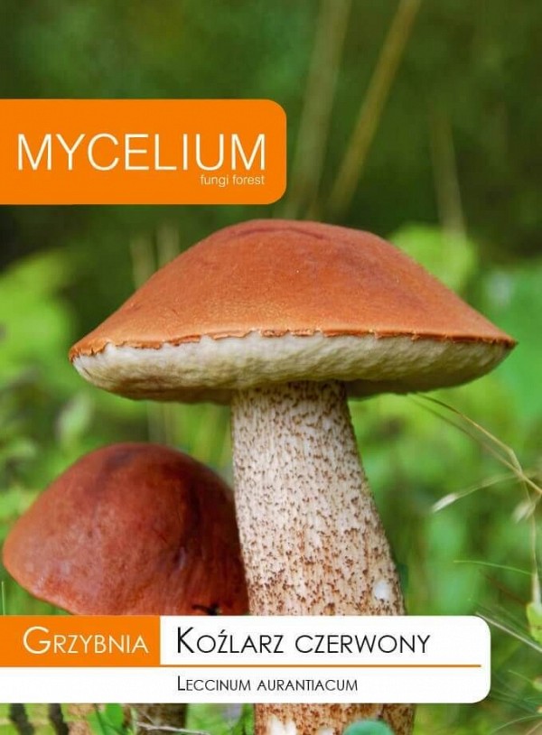 Μυκήλιο Μανιταριού Leccinum aurantiacum