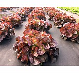 Σπόροι Μαρουλιού  Eglantine (P) 5000 σπόροι