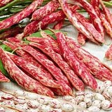 Μπαρμπούνι καθιστό Regius-1kg