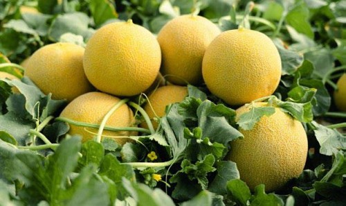 GALIA - Σπόροι πεπόνι Sirope-500 σπόροι - 500 σπόροι