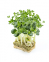 Λούπινο Microgreens Σπόροι 2.5kg
