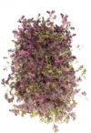Σπόροι Microgreens Mustard Radd 500g