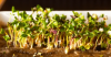 Σπόροι Microgreens Ρεβίθι 10kg