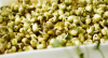 Σπόροι Microgreens Mung Bean 10kg