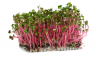 Ροζ Ραπανάκι Microgreens Σπόροι 1kg