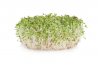 Σπόροι AlfaAlfa Sprouts 2.5KG