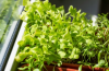 Μαρούλι Microgreens σπόροι 500g