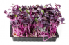 Κόκκινο Ραπανάκι Microgreens σπόροι 1kg