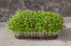Σπόροι Microgreens Κόλιανδρο, Split 1kg