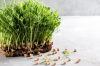 Ρεβίθι Microgreens σπόροι 2.5kg