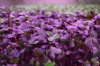 Κόκκινο Ραπανάκι Microgreens σπόροι 1kg