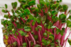 Ροζ Ραπανάκι Microgreens Σπόροι 1kg