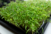 Άνηθος Microgreens Σπόροι 1kg