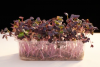 Σπόροι Microgreens Mustard Radd 500g