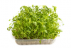 Σπόροι Microgreens Marigold 500g
