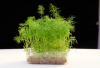 Άνηθος Microgreens Σπόροι 1kg