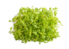 Σπόροι Microgreens Marigold 500g