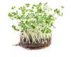 Σπόροι Microgreens Thyme 50g
