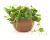 Σπόροι Microgreens Φάβας 5kg