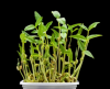 Σπόροι Microgreens Mung Bean 10kg