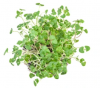 Σπόροι Microgreens Thyme 50g