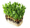 Σπόροι Pea White Microgreens 5kg
