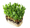 Σπόροι Pea Dunn Microgreens 5kg