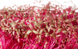 Σπόροι Red Microgreens Amaranth 500γρ