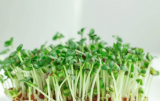 Άσπροι Σπόροι Μουστάρδας Microgreens 1kg