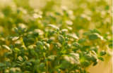 Σπόροι Microgreens Corn Salad 500g