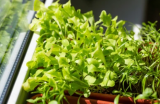 Σπόροι Echinacea Microgreens 100g