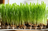 Σπόροι WheatGrass Microgreens 2.5kg