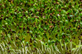 Σπόροι Buckwheat Microgreens 1kg