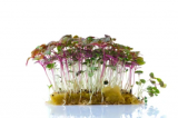 Σπόροι Perilla BiColor Microgreens