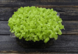Μαρούλι Microgreens σπόροι 500g