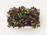 Σπόροι BIO Mustard Red Microgreens 500g