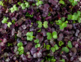 Σπόροι Radish Microgreens Mix 1kg