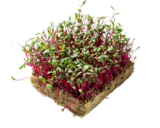 Σπόροι Microgreens Swiss Chard Pink 1kg