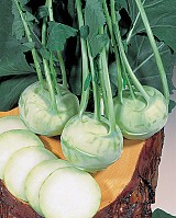 Σπόροι Kohlrabi Noriko F1 500 σπόροι