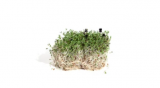 Σπόροι Microgreens Oregano 50g
